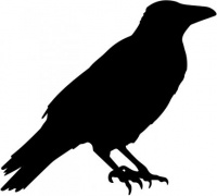 Raven.jpg